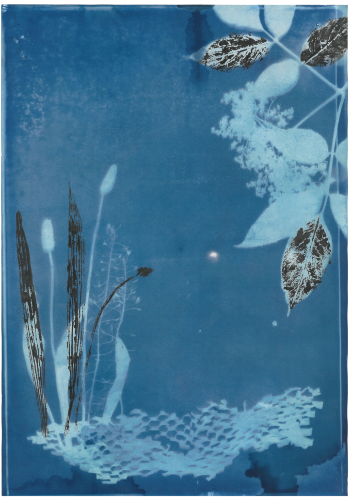 Cyanotype from different plants.
Blue Background, white flowers and leaves.